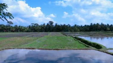 Ubud 'daki pirinç tarlaları
