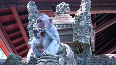 Oyma taş çit maymun