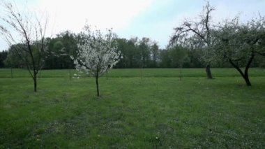 çiçek açması meyve ağaçları ile meyve bahçesi