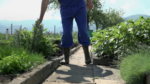 Jardinier regarder les herbes saines — Video