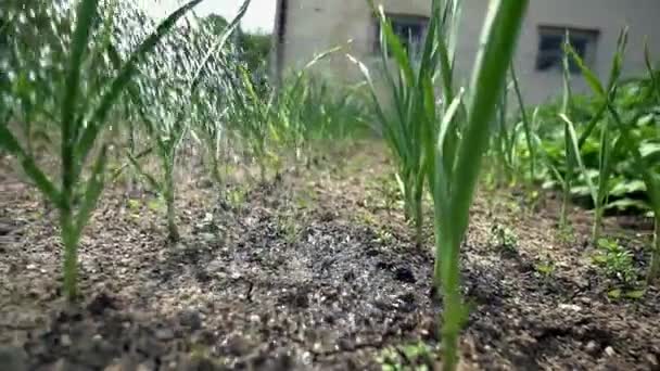 Ručně zalévání zahrady — Stock video