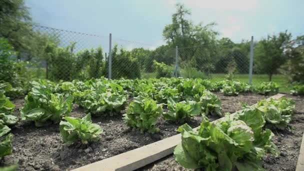 Verschillende groenten in de tuin — Stockvideo