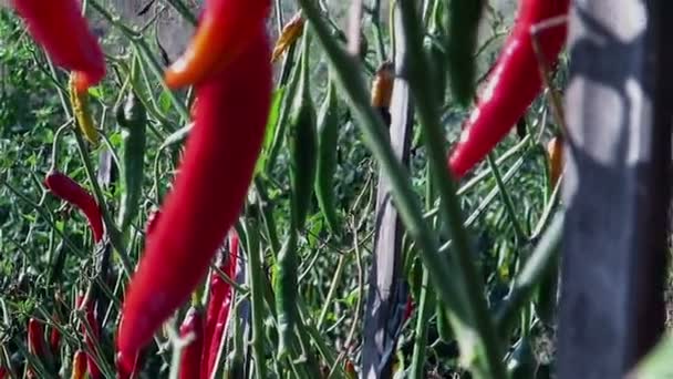 Плантація червоного перцю чилі — стокове відео