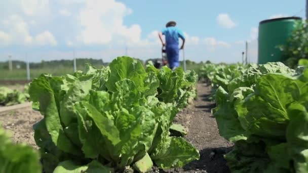 Rijen met groene salade — Stockvideo