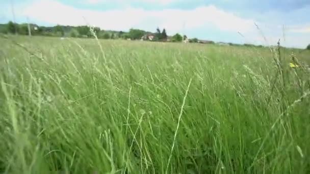 Champs d'herbe ondulant 