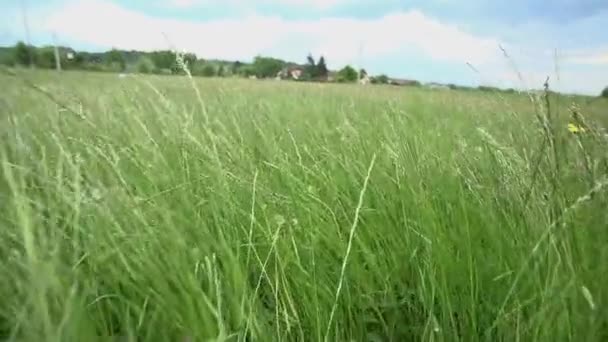 Campos de grama acenando — Vídeo de Stock