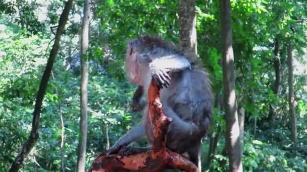 Macaco molhado sentado no galho da árvore — Vídeo de Stock