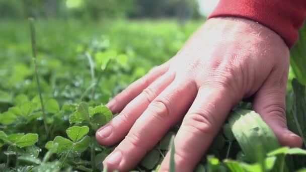 Mann berührt das Gemüse — Stockvideo