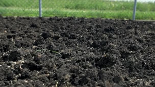 肥料栽培される覚悟をして庭の — ストック動画
