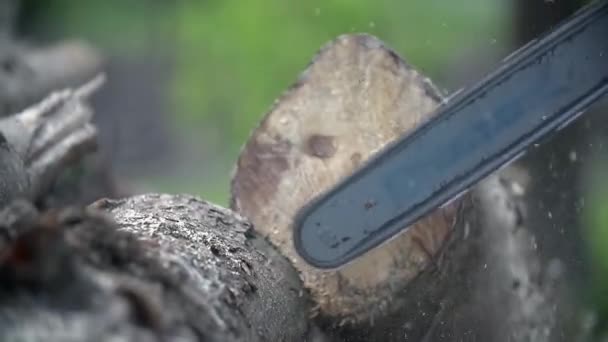 Na het snijden van log afrollen in slow motion — Stockvideo