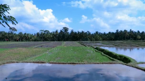 Reisfelder in Ubud — Stockvideo
