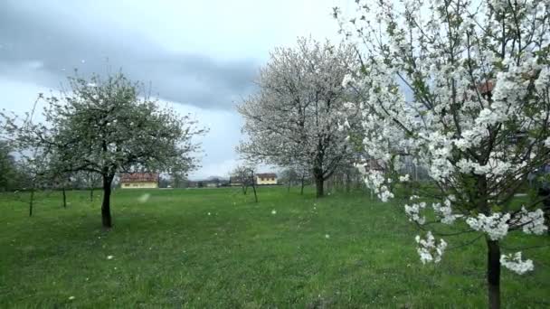 Fruktträdgård med blommande frukt tress — Stockvideo