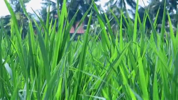 Campo de arroz fresco y verde — Vídeo de stock