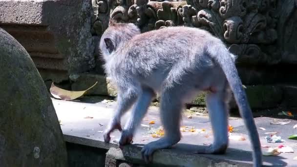 Macaco pegar ofertas e comer — Vídeo de Stock