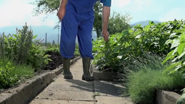 Jardinero caminando hacia la cámara — Vídeos de Stock