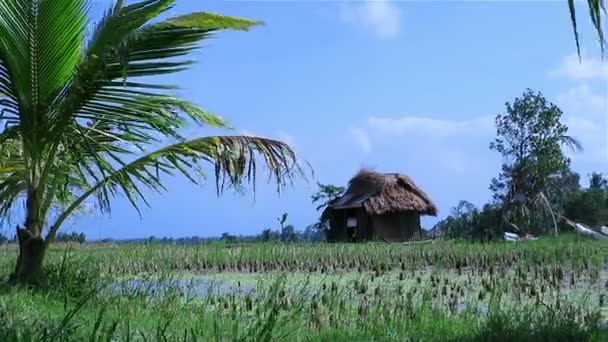 Cabaña en medio de campos de arroz — Vídeo de stock