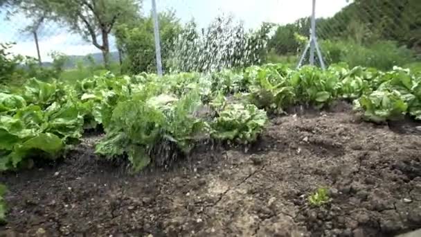 Manually watering the garden — Stock Video