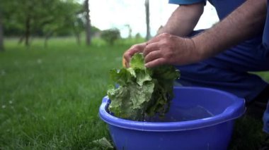 Çiftçi Celaning yeşil salata