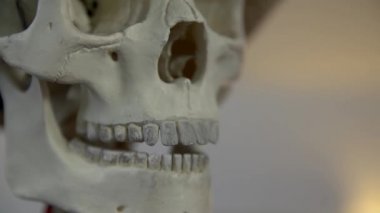 Kafatası hareketli çene