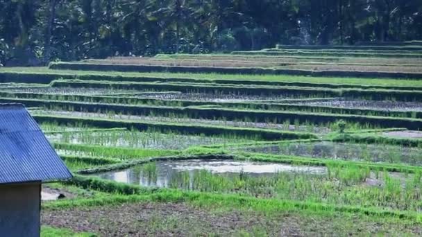 Campos de arroz verde y chozas — Vídeo de stock