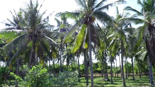 Beautiful green palm trees plantation — Stock Video