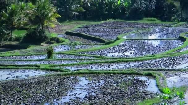 Рисовые поля с отражением в воде — стоковое видео