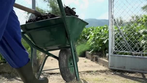 Jardinero conduciendo carretilla — Vídeos de Stock