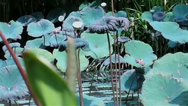 Lotus pond with stone statue — Stock Video