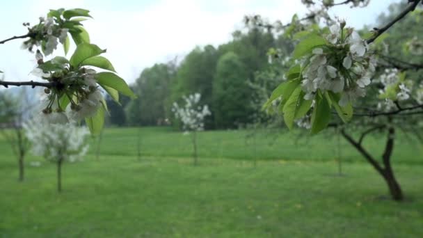 Obstgarten mit blühenden Obstbäumen — Stockvideo