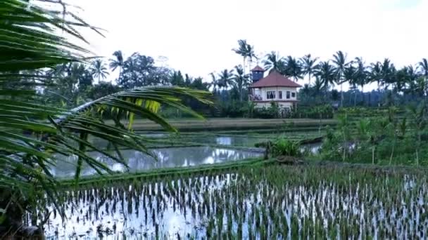 Casa de pie en medio de campos de arroz — Vídeos de Stock