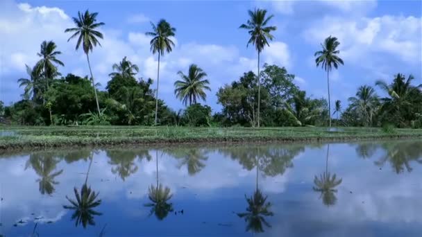 Пальмы отражаются в воде — стоковое видео