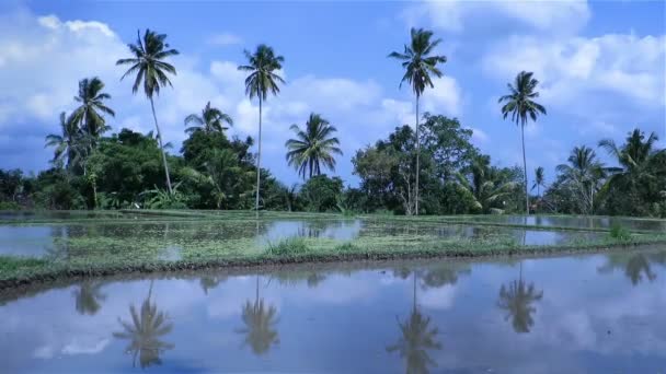 Campos de arroz y palmeras que se reflejan en el agua — Vídeos de Stock