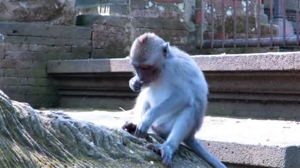 Monkey sitting on tree roots — Stock Video