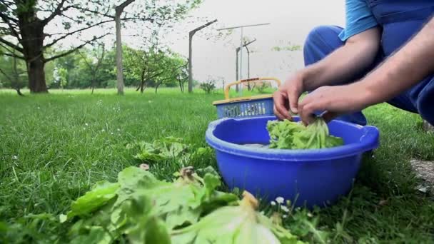 Agricultor Celaning la ensalada verde — Vídeos de Stock