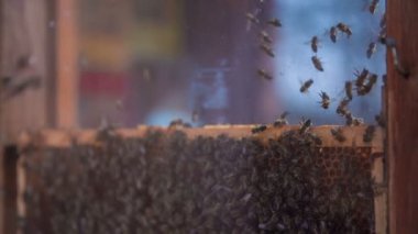 Çift almak a kapatmak bakmak zor çalışma arılara