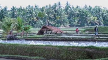 pirinç tarlaları su manzara sahne