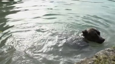 köpek sahibi doğru sualtı Yüzme