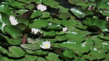 Nilüferler ile küçük bir göl