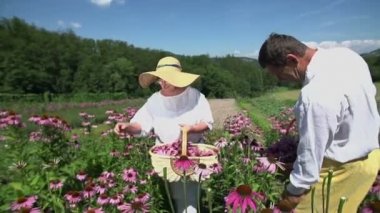 Yaşlı çift çiçek toplama