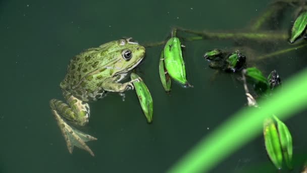 Sapo nadando em um lago lamacento — Vídeo de Stock