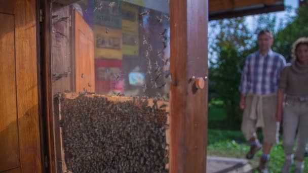 Paar auf dem Weg zum offenen Bienenstock — Stockvideo