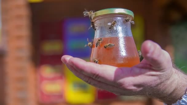 Пчелы садятся на стеклянную банку, полную меда — стоковое видео