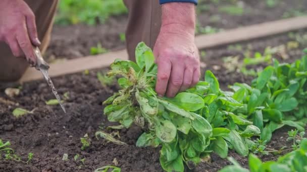 Lettuce is being cut from garden with knife — Stock Video