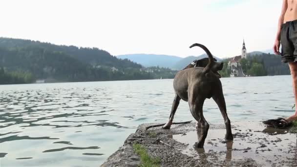 Cane con il suo proprietario gioca sul lago — Video Stock