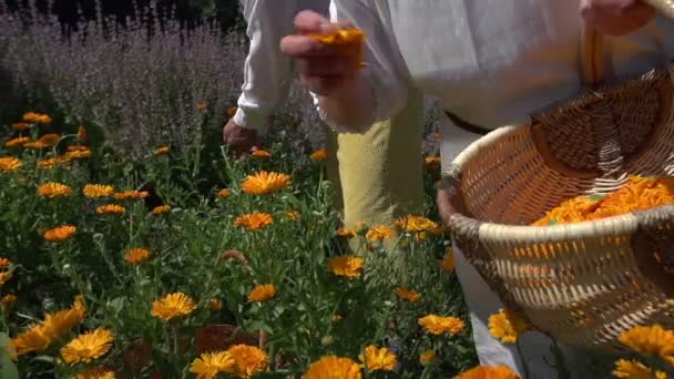 Trabajadores recogiendo las flores amarillas — Vídeo de stock