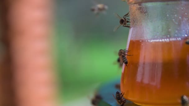 Abelhas pousando ao lado de um pote de mel — Vídeo de Stock
