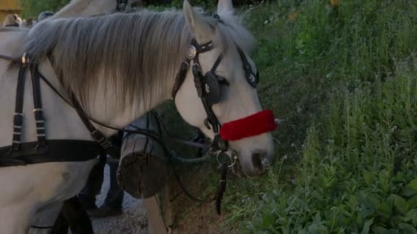 Cavalos brancos pacientemente esperando — Vídeo de Stock