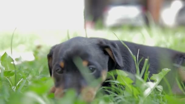 Doggy está descansando no prado — Vídeo de Stock