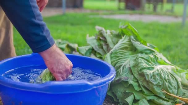 Подготовка и чистка природного салата для еды — стоковое видео