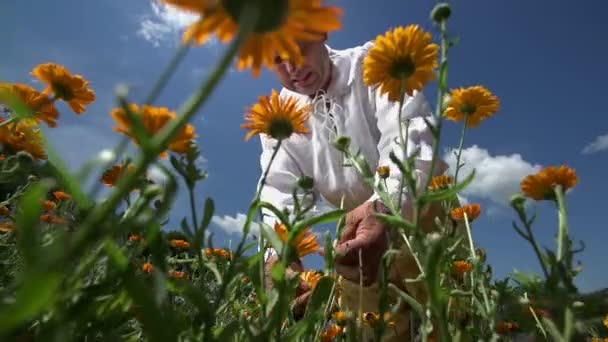 El hombre rasgó las flores amarillas — Vídeos de Stock